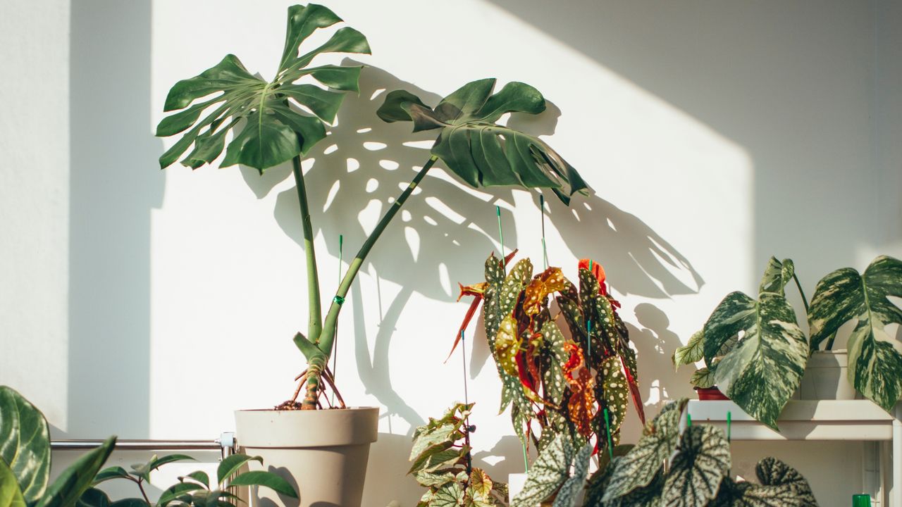 Houseplants on white background