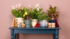 A blue table with bobbin legs featuring five potted indoor plants alongside colorful Christmas decor