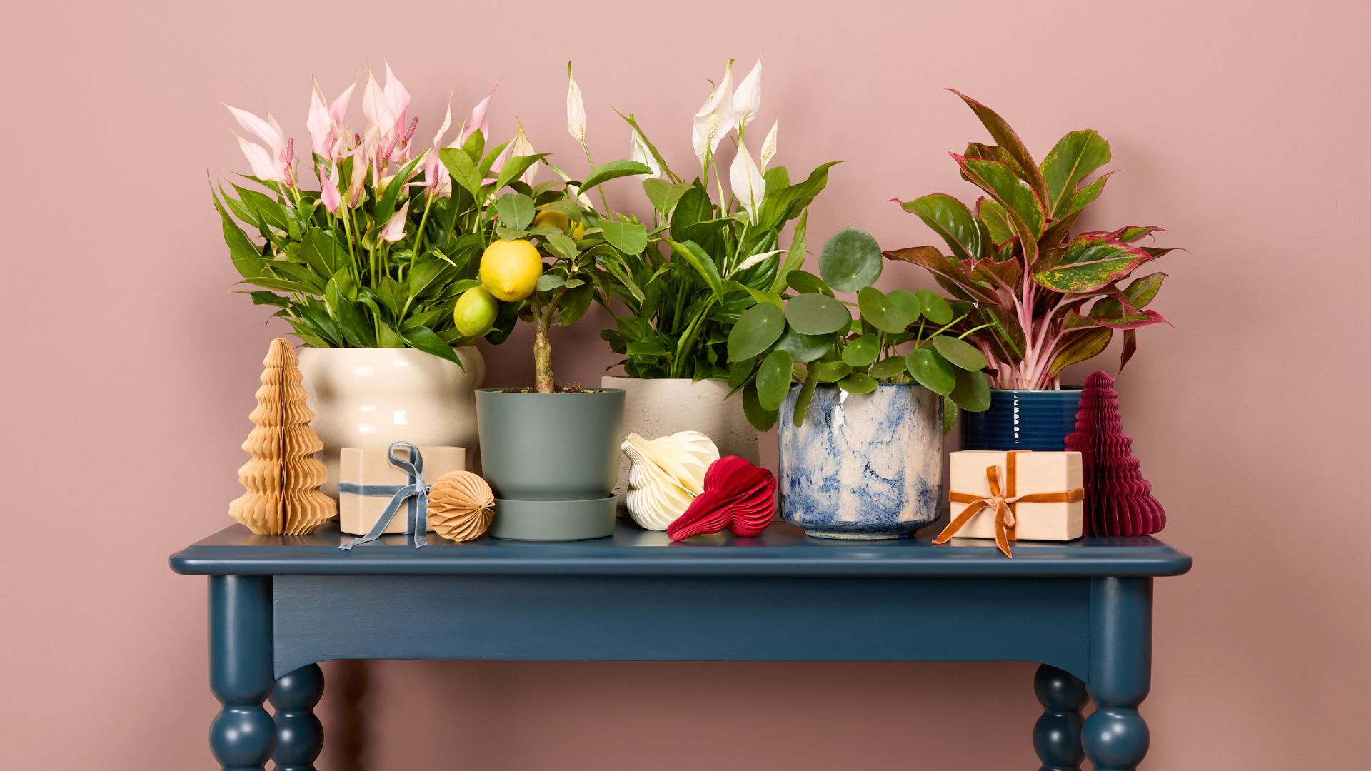 A blue table with bobbin legs featuring five potted indoor plants alongside colorful Christmas decor