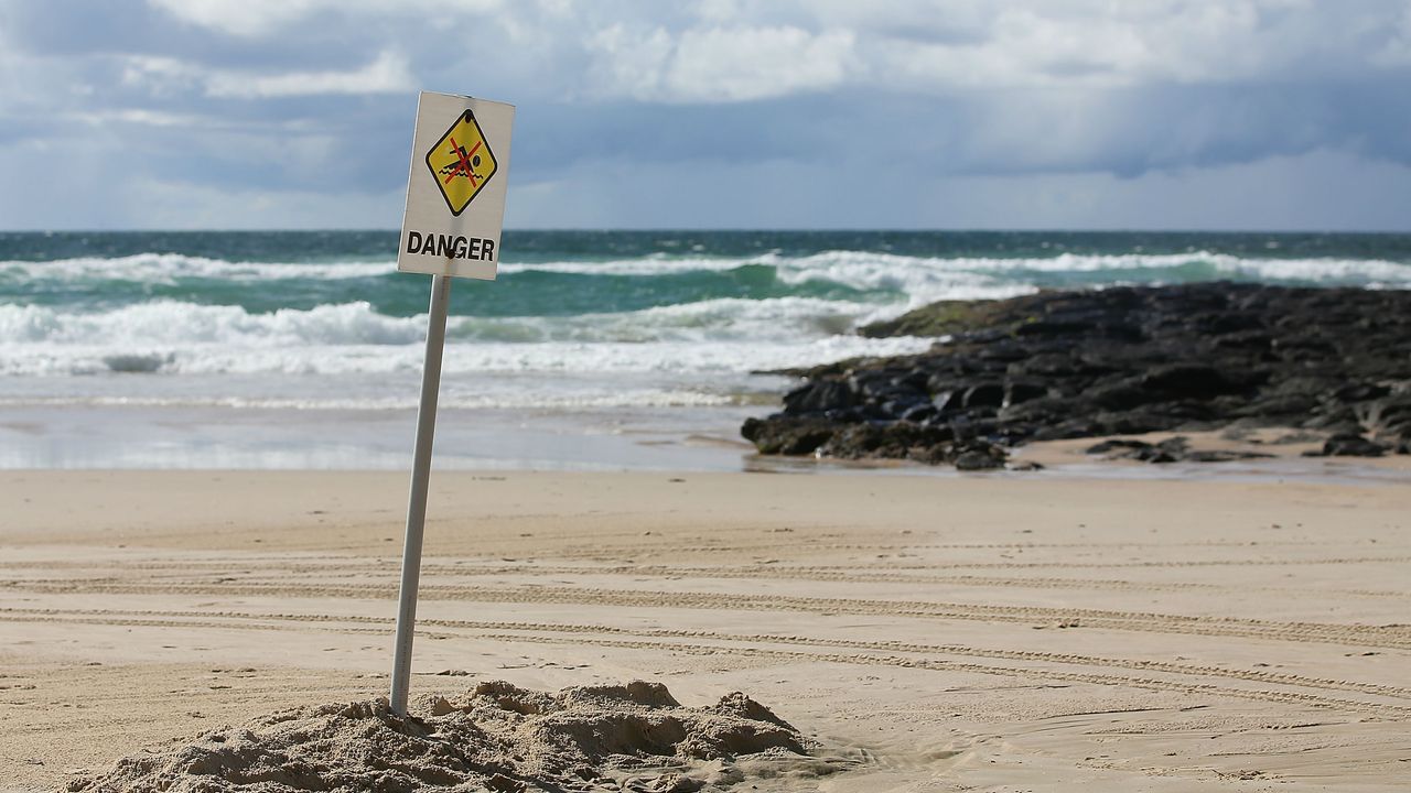 Shark attack at Shelly Beach