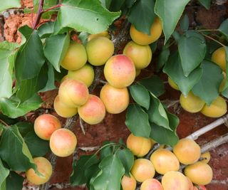 Apricots ripening on a trained fruit tree