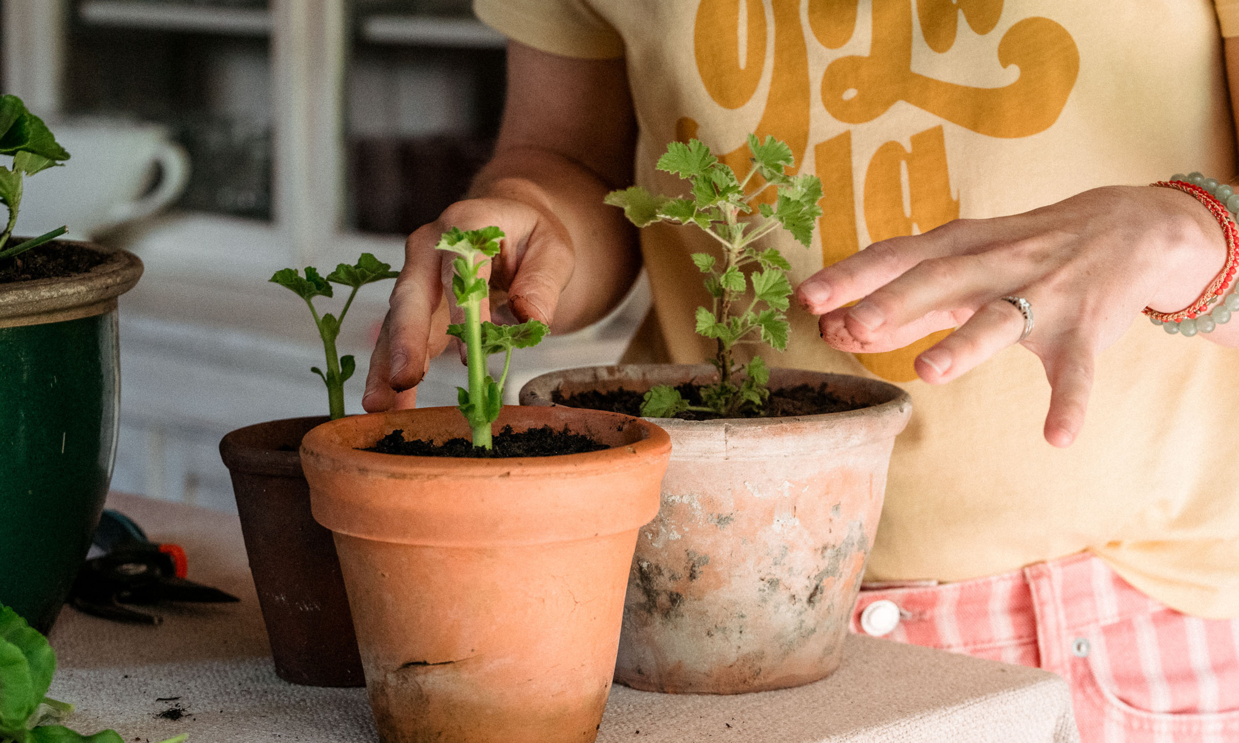Three geranium cuttings with new growth in terracotta pots