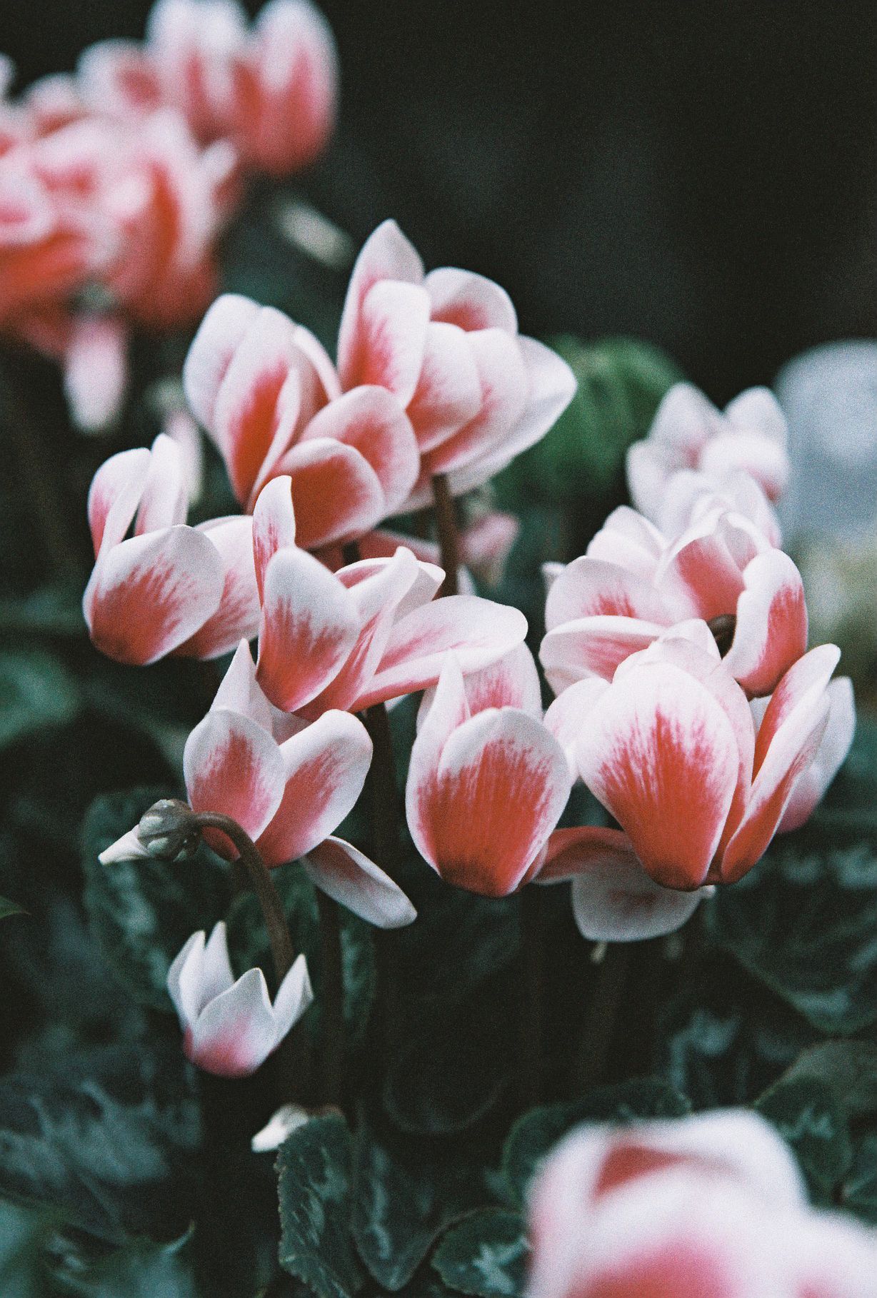 images shot on LomoChrome Color '92 film