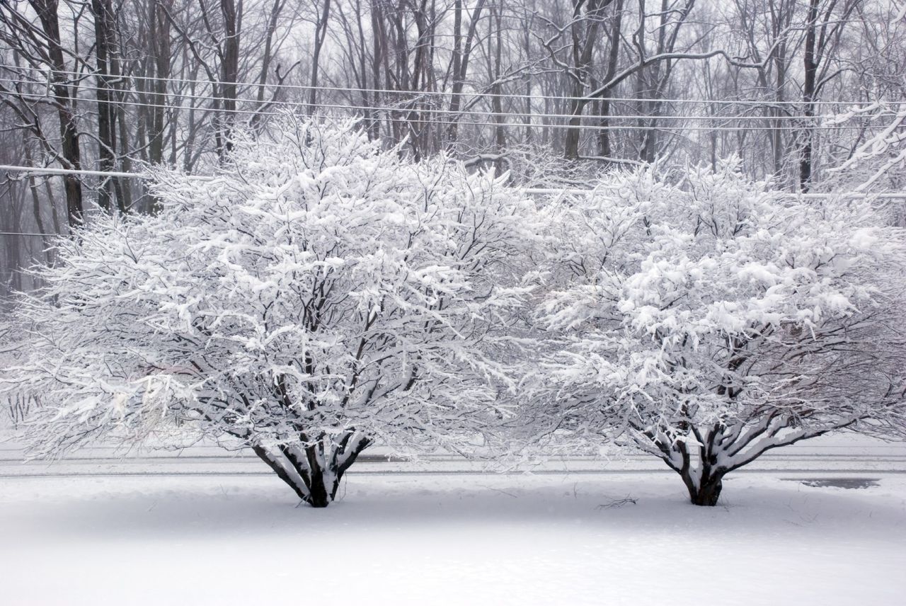 Japanese Maple Trees Covered With Snow