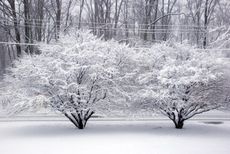 Japanese Maple Trees Covered With Snow