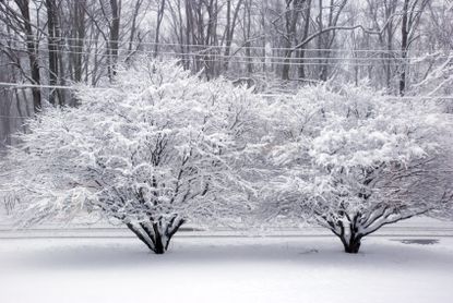 Japanese Maple Trees Covered With Snow