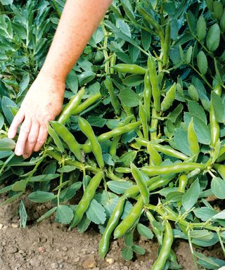 how to grow broad beans: The Sutton