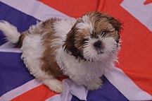 Dog-Scott.JPG