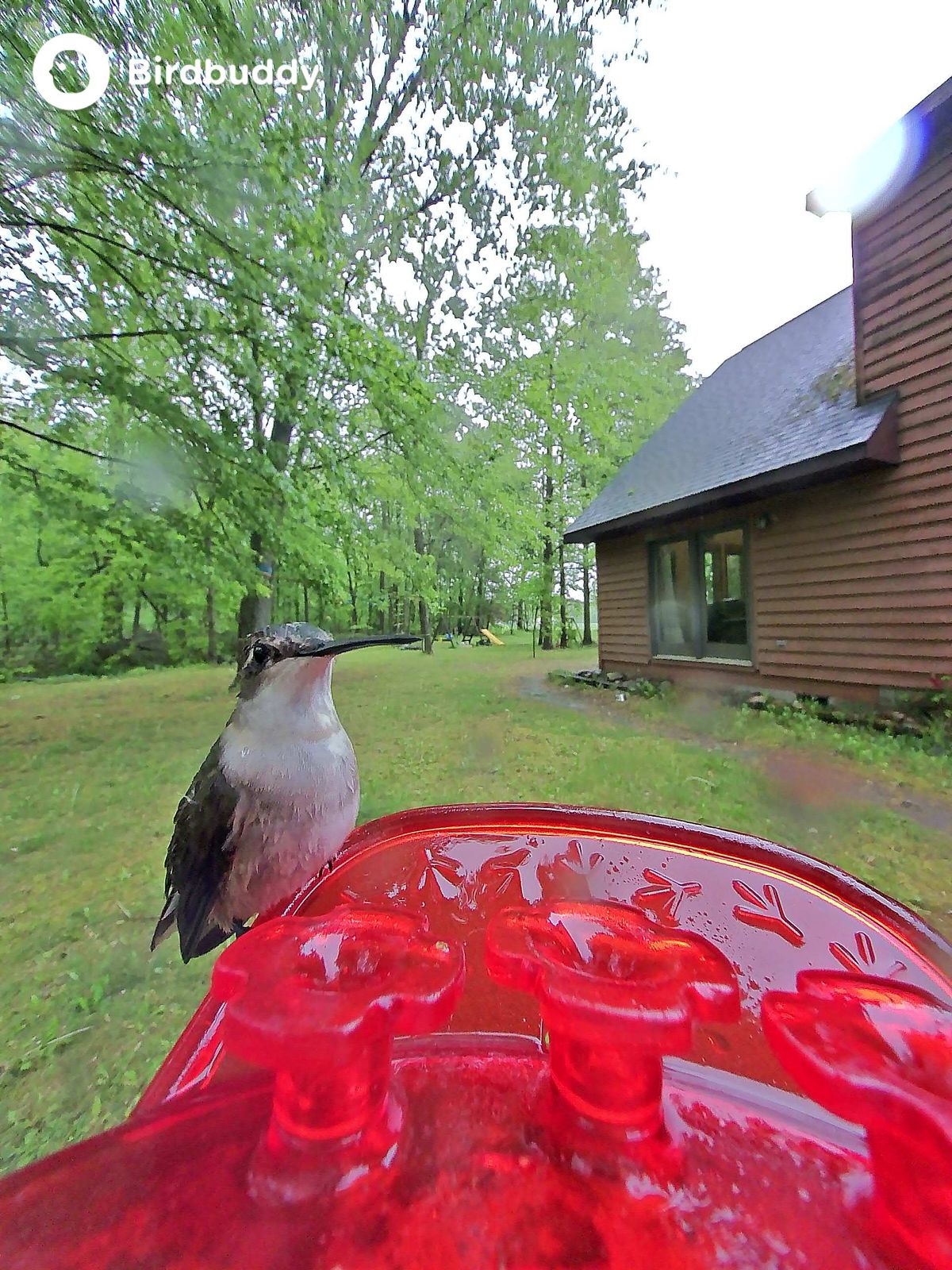 Images of a ruby-throated hummingbird captured with the Bird Buddy Solar Pro Hummingbird Feeder