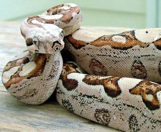 This boa constrictor is the result of a "virgin birth" in which its mama reproduced without a male in a phenomenon called parthenogenesis.