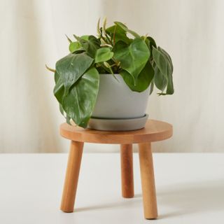 A philodendron heartleaf plant sitting on a wooden stool