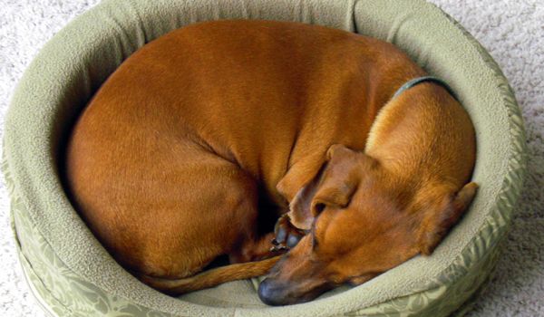 why do dogs ruffle up their beds