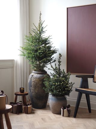 Two Christmas trees of varying heights next to each other in weathered gray pots. They are in the corner of a white living room