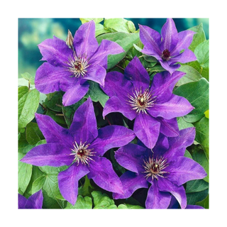 A bunch of purple clematis flowers in bloom