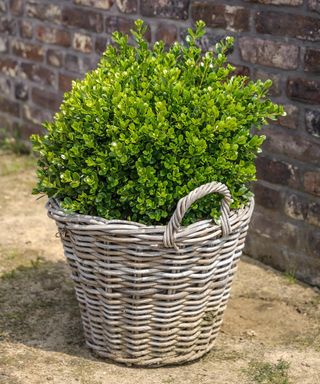 disease resistant Faulkner boxwood shrub in wicker planter