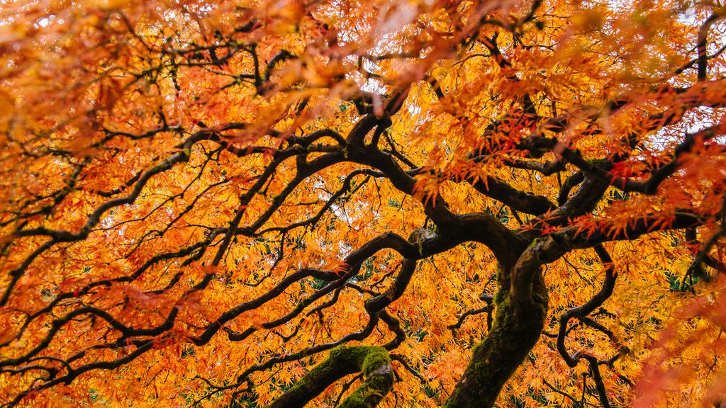 When and how to prune Japanese maple trees Homes & Gardens