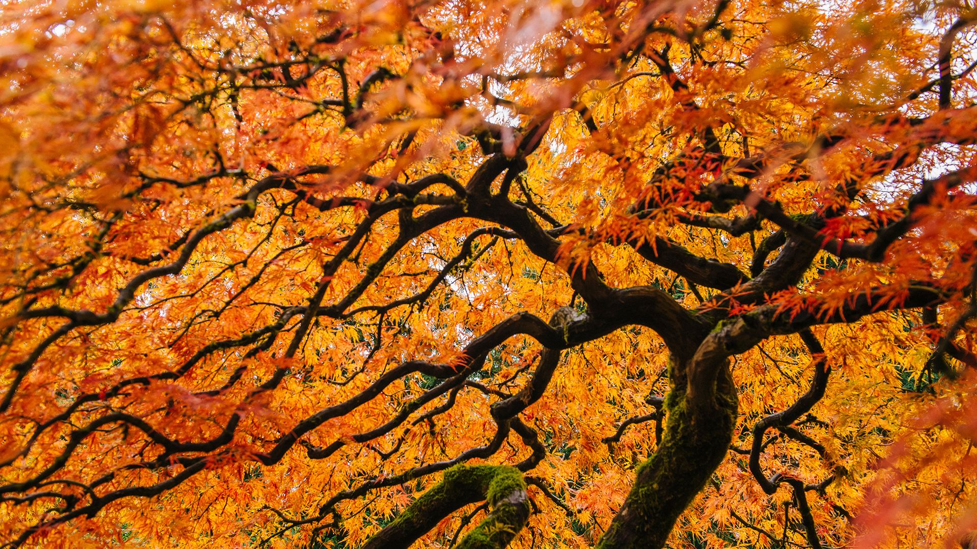 When and how to prune Japanese maple trees Homes & Gardens