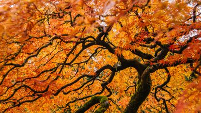 orange leaves of Japanese maple tree