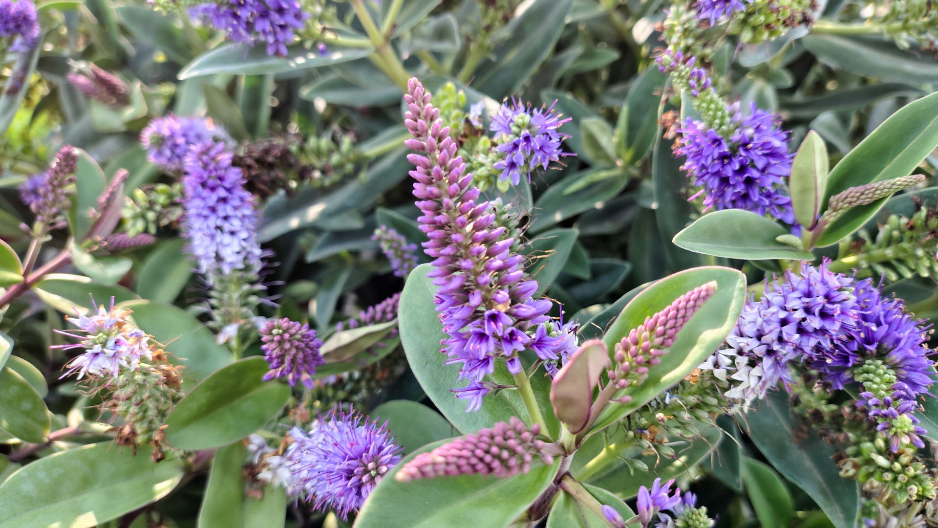 picture of hebes growing in garden