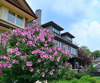 A rose of sharon full of pink flowers outside a home