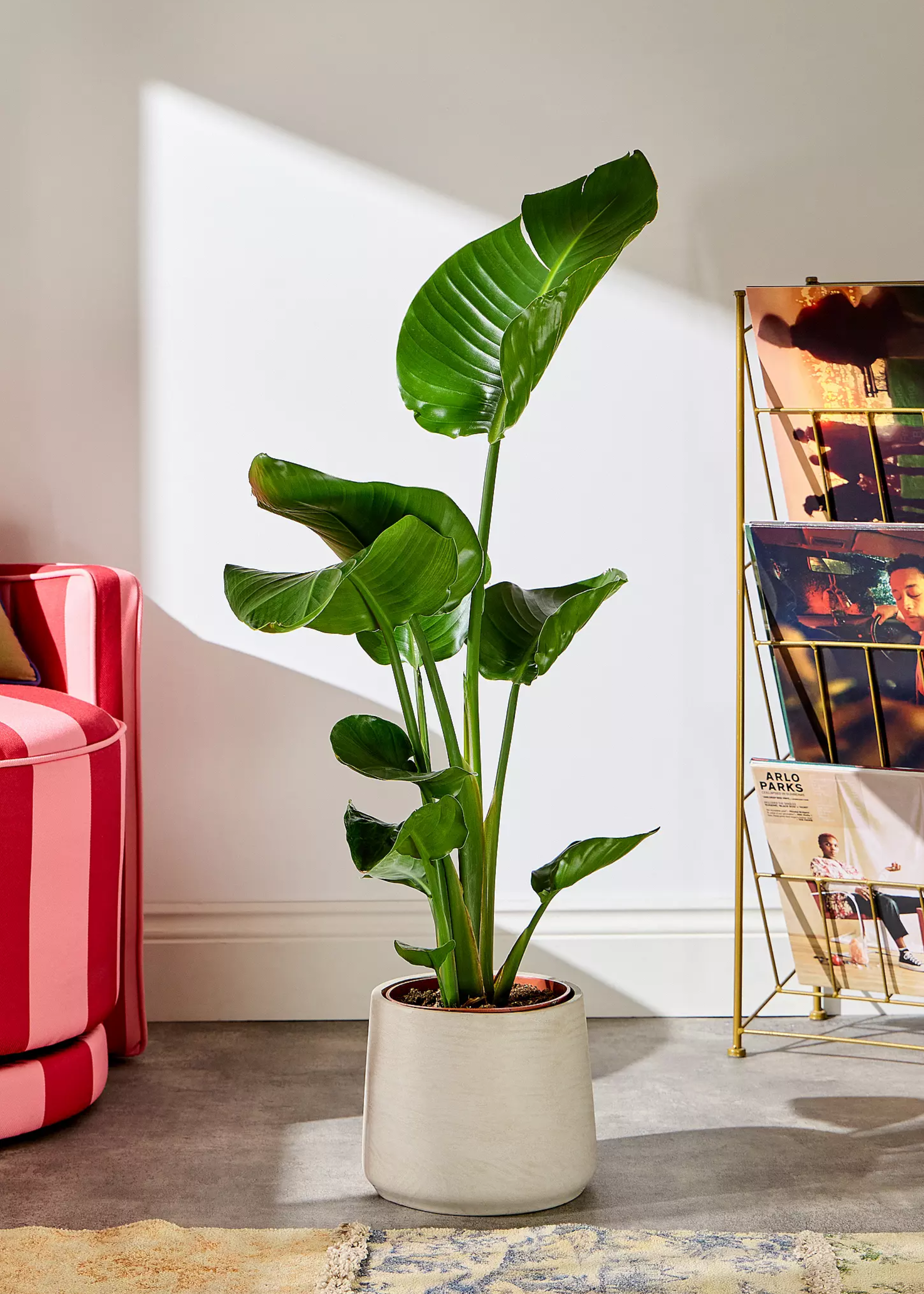 A bird of paradise in a ceramic planter by a vinyl stand and a striped chair