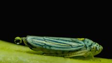 This tiny sharpshooter insect urinates and forms a droplet of pee on its anal stylus (aka 'butt flicker&rsquo;), before flicking it off.