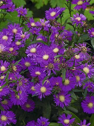asters in a garden in Hampshire