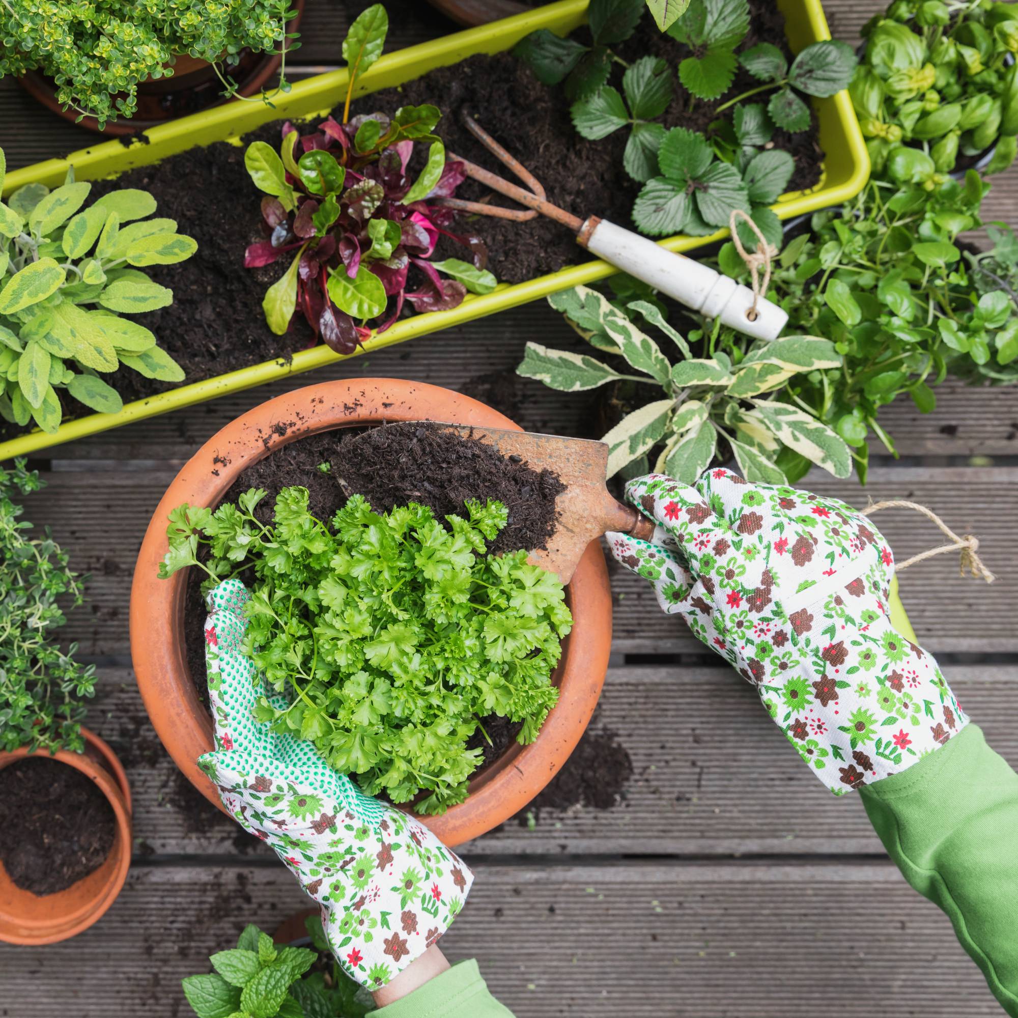 Planting herbs in pots