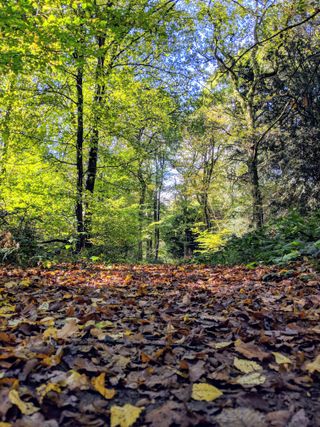 Plenty of detail, while dynamic range is pretty good to, though there's a fair bit of fringing where the leaves meet the sky