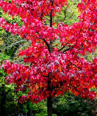 American sweetgum tree in autumn
