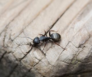 black carpenter ant on a log