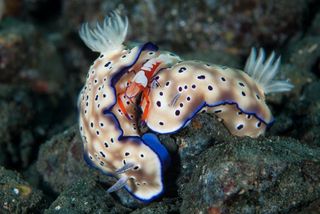 nudibranches and shrimp