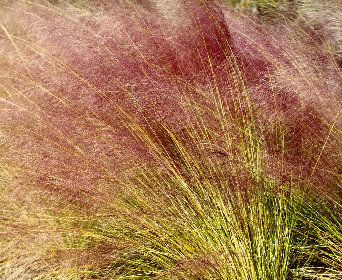 Tall Muhly Grass