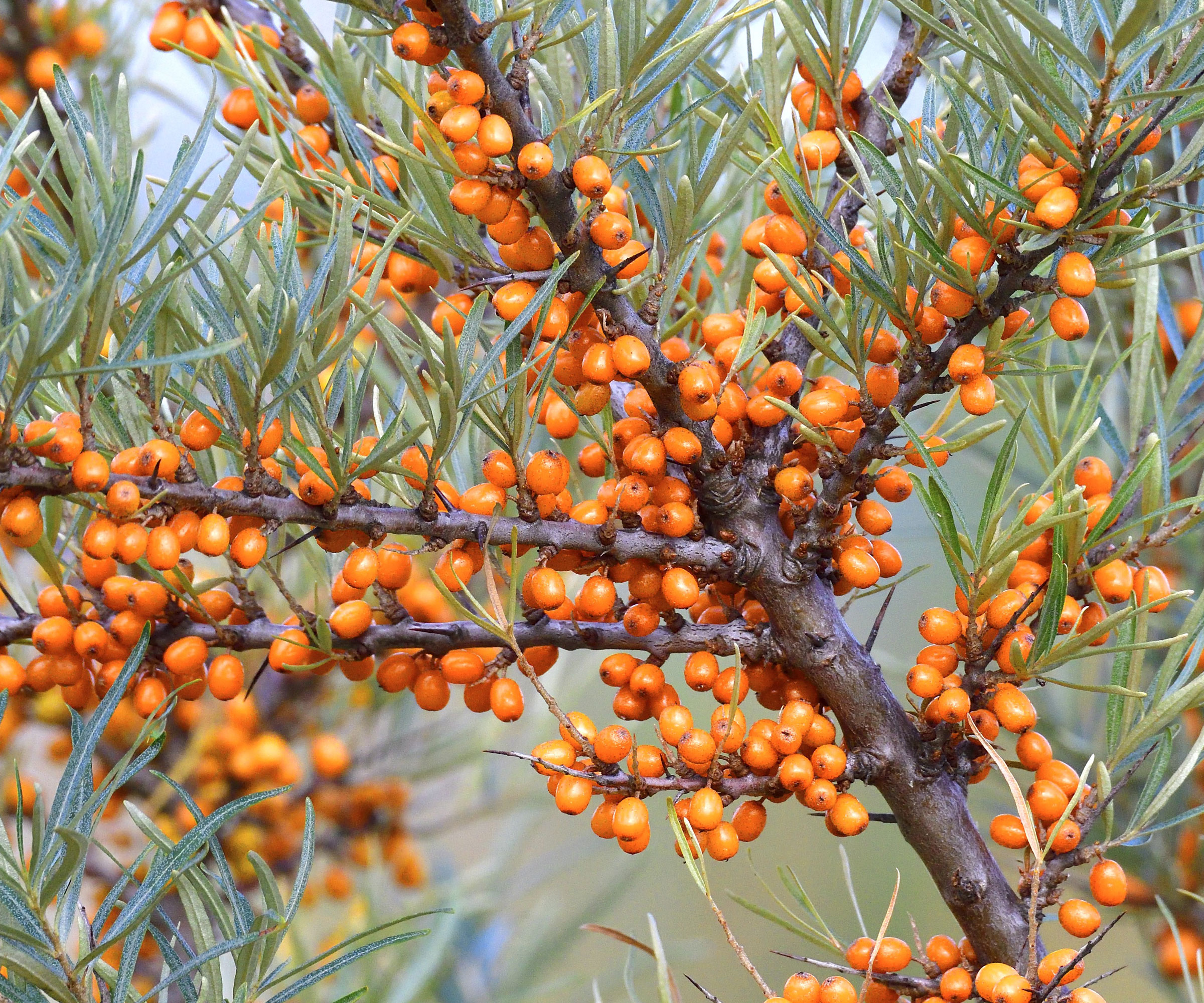 sea buckthorn with orange berries
