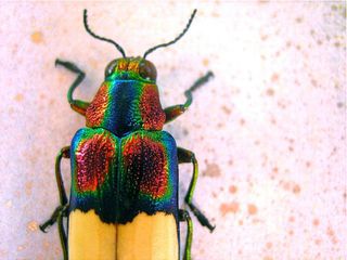Rainbow Jewel Beetle