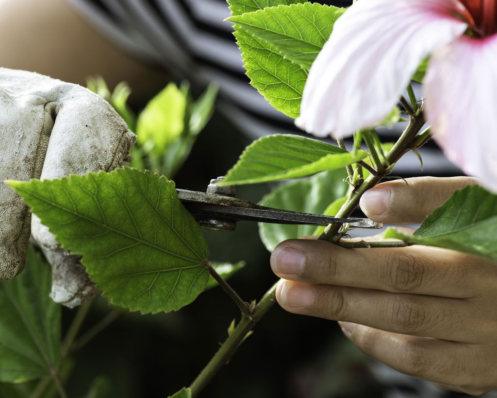 Winterizing hibiscus experts share their tips Gardeningetc