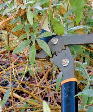 Pruning a buddleia bush using shears