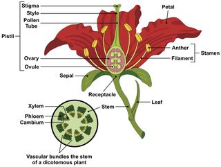 A diagram of a flower with its parts labeled. There is also a cross-section of the stem.