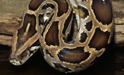 Whether released by owners or escaped from pet shops, Burmese pythons have become more common in the Florida Everglades and the local wildlife is suffering.