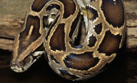 Whether released by owners or escaped from pet shops, Burmese pythons have become more common in the Florida Everglades and the local wildlife is suffering.