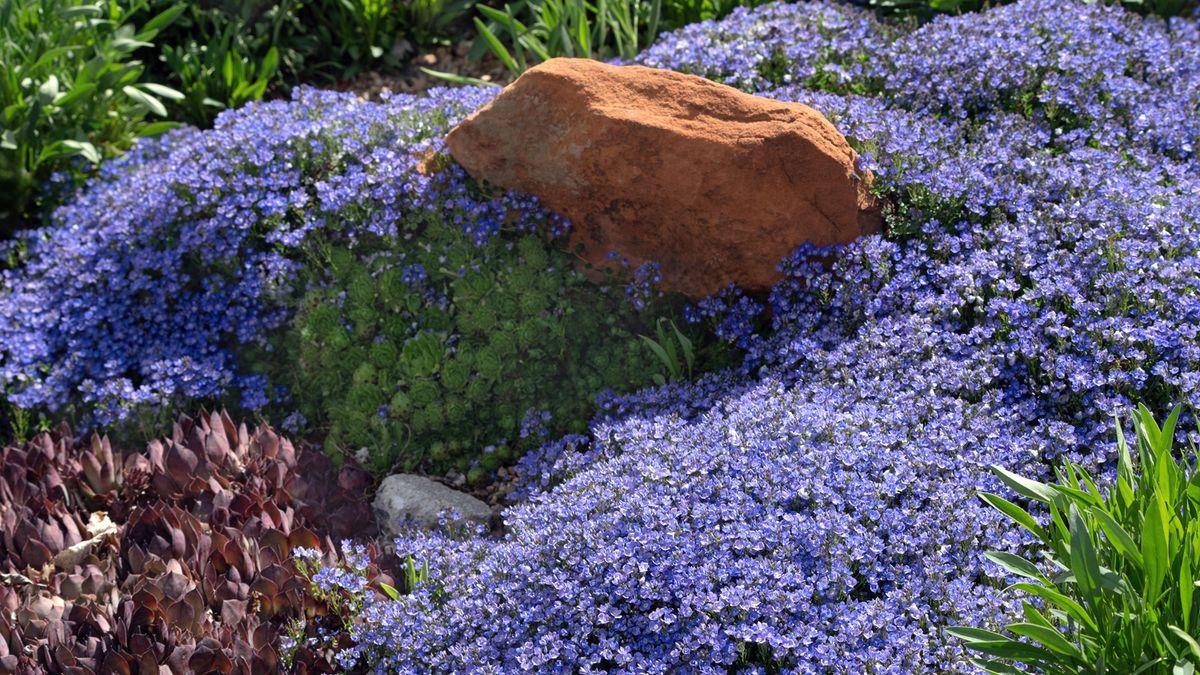 Underrated ground cover plants: 11 multi tasking garden gems | Homes and  Gardens