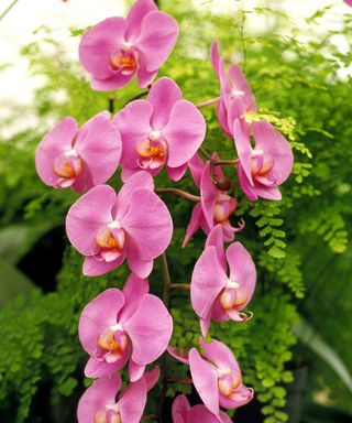 Blooming Orchid, phalaenopsis