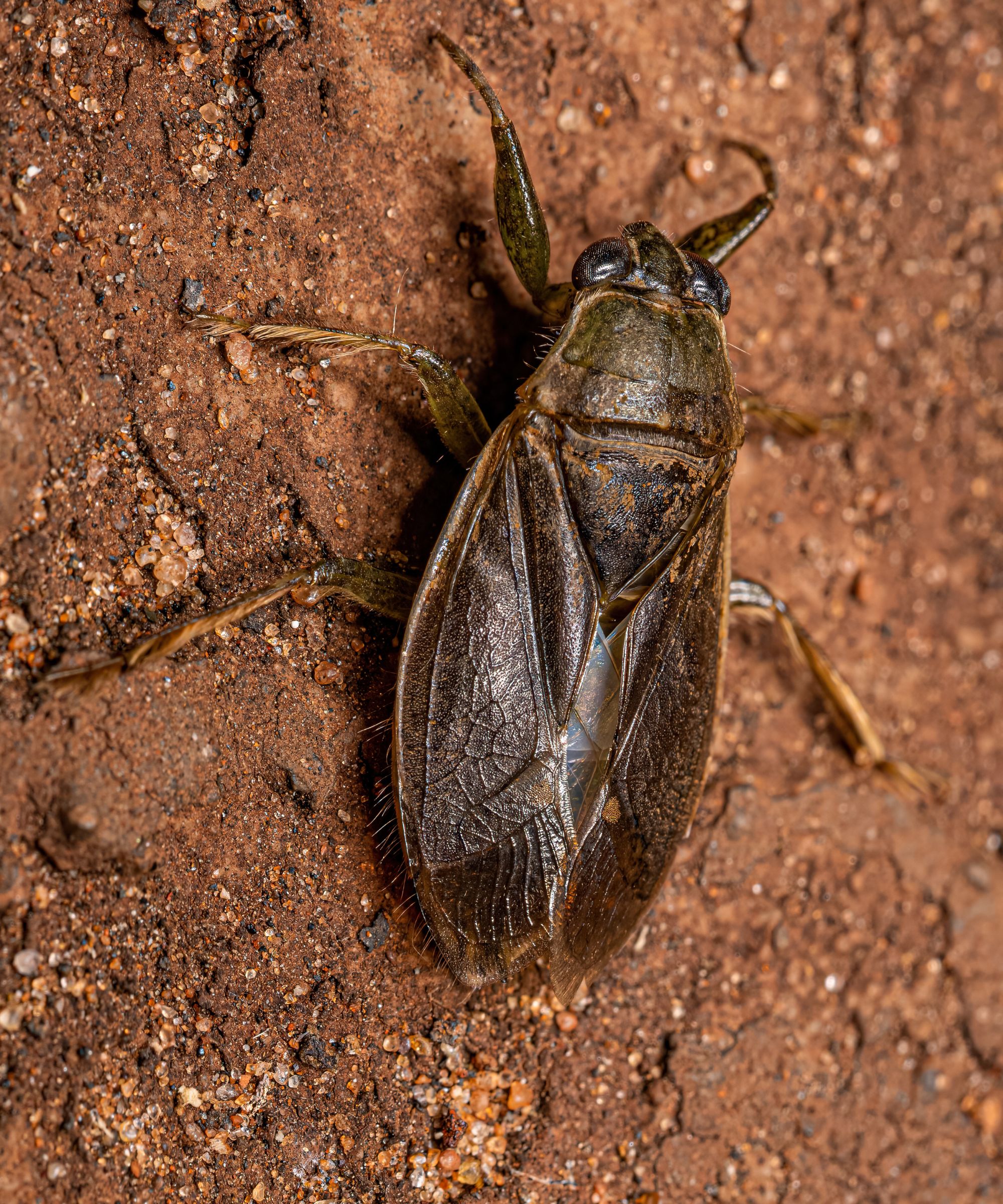 Waterbug is glossier than a cockroach and more bulbous in body legs and eyes. It's pictured here outdoors on brown dirt