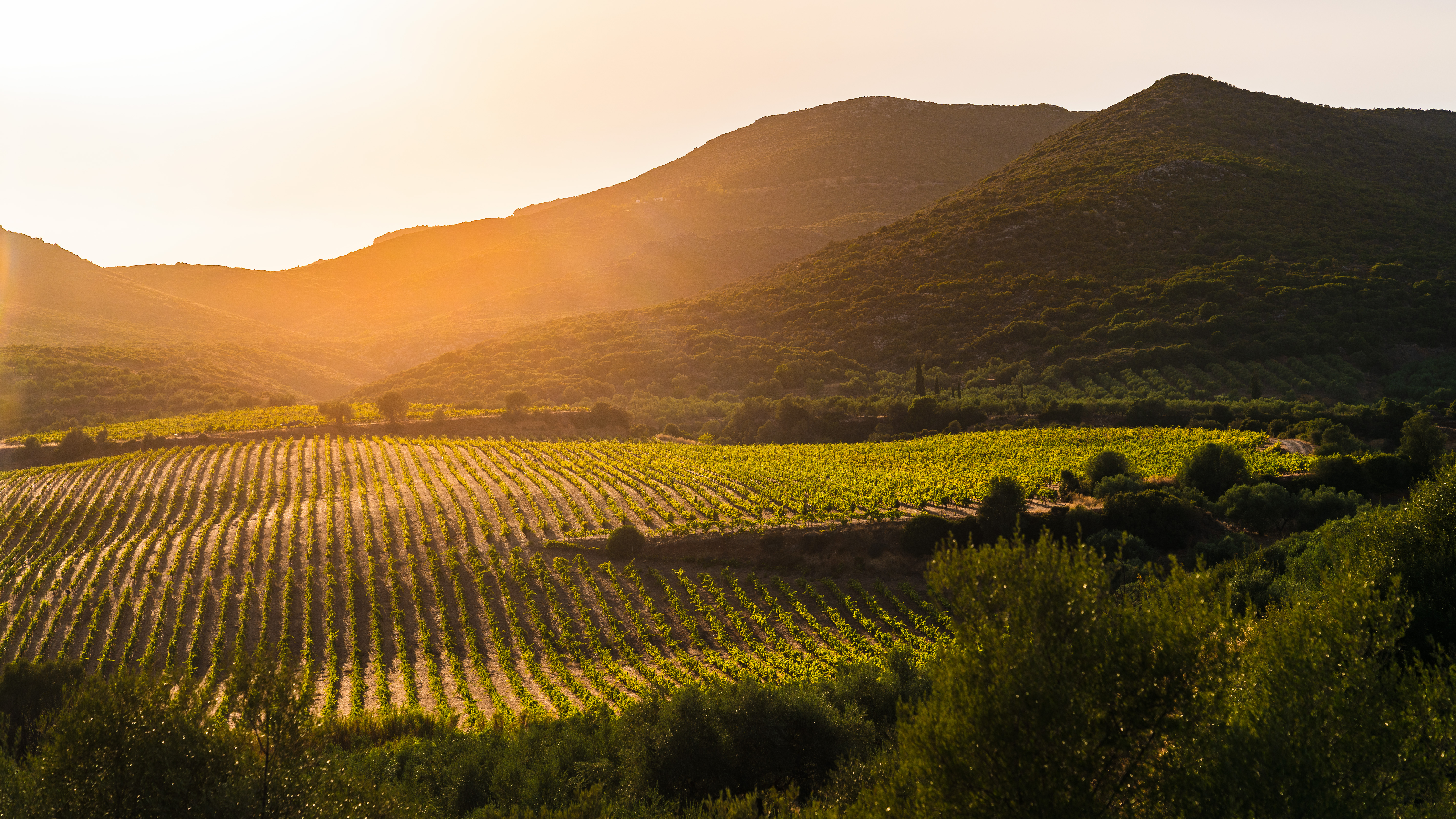 Vineyard with hills in the background, at sunset