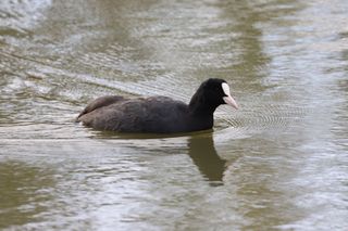 Coot swimming on a lake