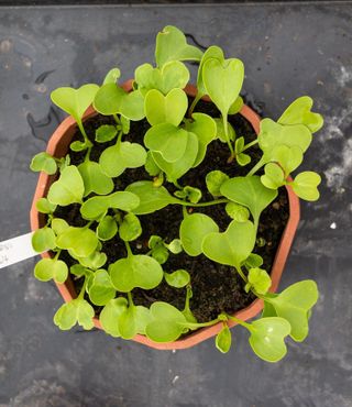 Raddishes growing in a pot