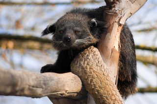 The binturong lives in the rain forests of Southeast Asia.