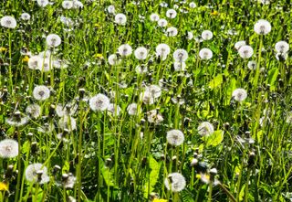 dandelions in lawn