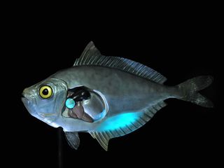 A male ponyfish model on display in a bioluminescence exhibit at the American Museum of Natural History. Male ponyfish attract females with a special patterns of flashing light. The source of the light is tissue around the male’s throat packed with biolum
