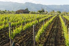 etna vineyards, sicily